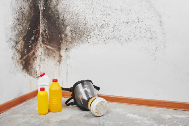Best Mold Damage Repair  in South Monrovia Island, CA