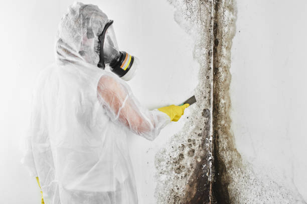 Best Black Mold Removal  in South Monrovia Island, CA