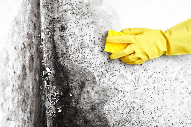 Best Mold Remediation  in South Monrovia Island, CA
