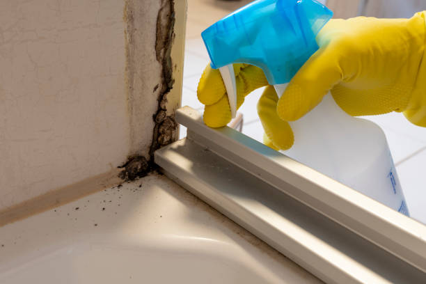 Best Mold Removal Near Me  in South Monrovia Island, CA