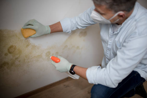 Best Emergency Mold Removal  in South Monrovia Island, CA