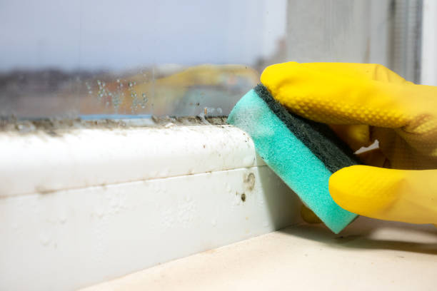 Best Mold Cleaning Services  in South Monrovia Island, CA