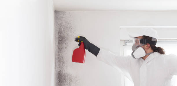 Best Office Mold Removal Services  in South Monrovia Island, CA