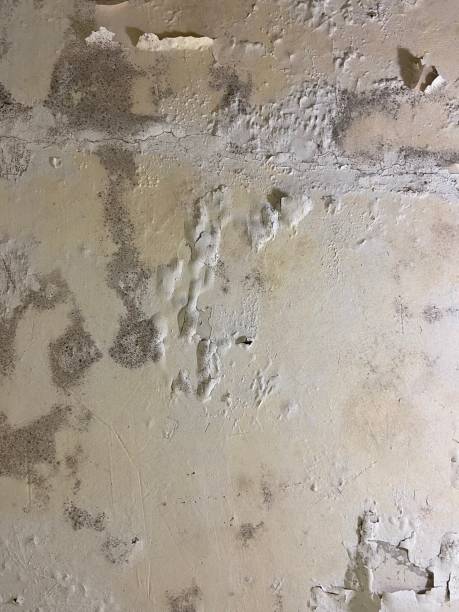 Best Attic Mold Removal  in South Monrovia Island, CA