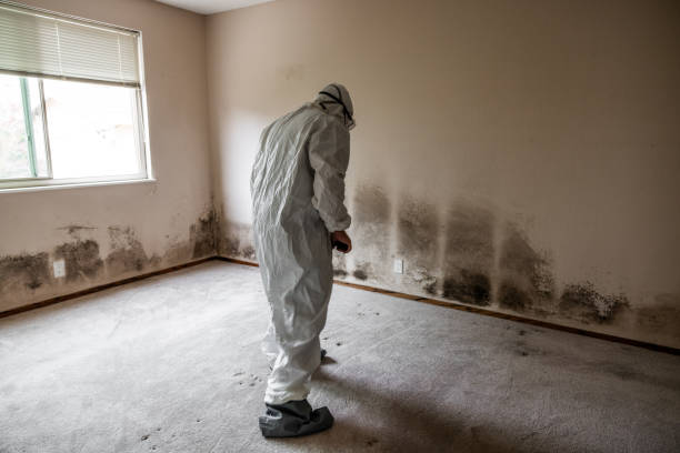 Best Water Damage Restoration  in South Monrovia Island, CA