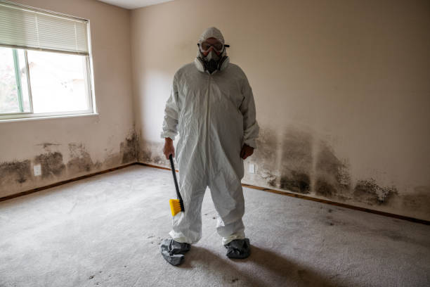 Reliable South Monrovia Island, CA Mold Removal Solutions