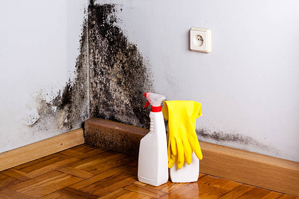 Best Toxic Mold Removal  in South Monrovia Island, CA