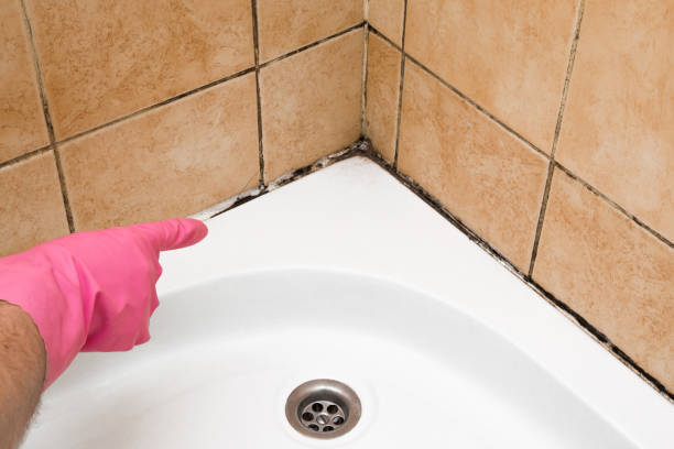Mold Removal Process in South Monrovia Island, CA