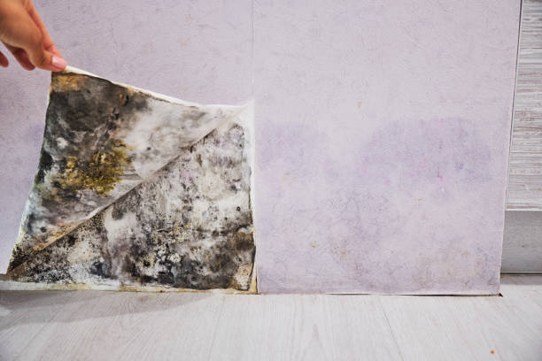 Mold Testing and Removal in South Monrovia Island, CA